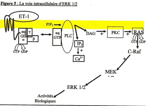 Figure 5 La voie intracellulaire d’ERK 1/2