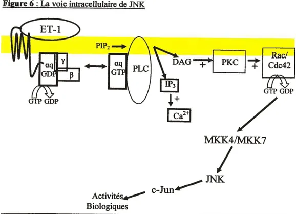 Figure 7 La voie intracellulaire de p3$