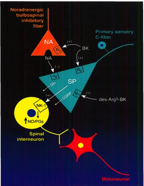 Figure 5. Représentation schématisée des mécanismes d’action de la bradykinine (BK) et de la des-Arg9-BK dans la nociception thermique chez le rat STZ-diabétique.
