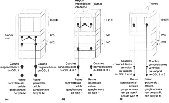 Figure 1. Organisation des voies parallèles entre la rétine et le cortex visuel primaire