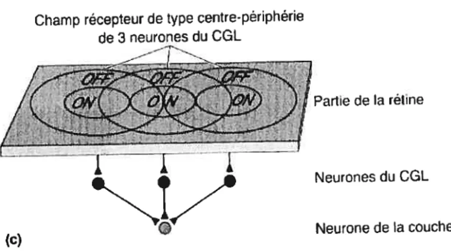 Figure 3. Modèle schématique de la formation des champs récepteurs corticaux. (Bear et
