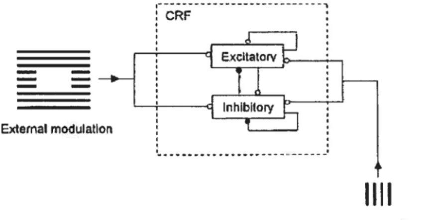 Figure 2. Modèlisation des phénomènes de modulation centre /pourtour. Les propriétés du CRf peuvent être décrites comme le résultat de Ï ‘établissement d’un équilibre entre l’excitation et 1 ‘inhibition locales, évoqué par l’activation de la voie ascendant