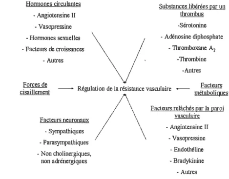 Figure 1: Différents facteurs qui influencent la régulation de la résistance coronaire.