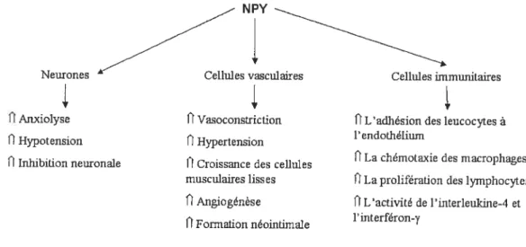 Figure 2: Effets vasculaires, neuronaux et immunitaires du NPY.
