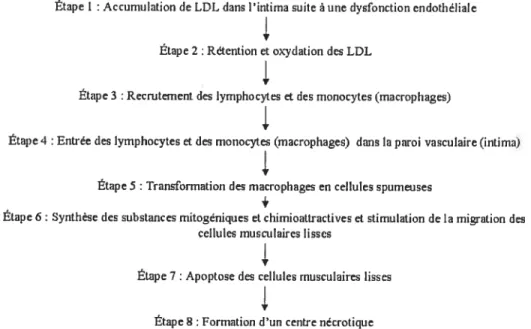 Figure 7 Évolution schématique de la plaque athérosclérotique.