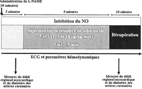 Figure 13: Protocole d’injection intracoronaire de la 5-HT