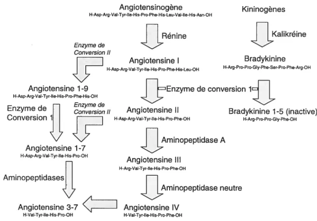 Figure 4 : Système rénine-angiotensine et intéractions avec le système kinine-kalikréine.