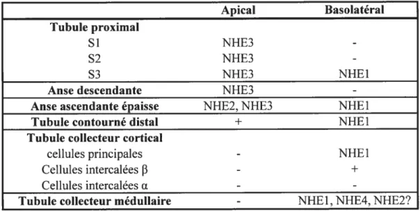 Tableau 2: Distribution des différentes isoformes de NHE le long du néphron. +: activité d’échange Na/H détectée, -: activité d’échange Na/H non détectée