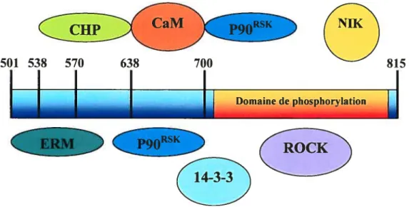 Figure 2 : Positions des sites d’interaction des différentes protéines régulatrices sur le domaine cytoplasmique de NHE1 (adapté de la référence (306))