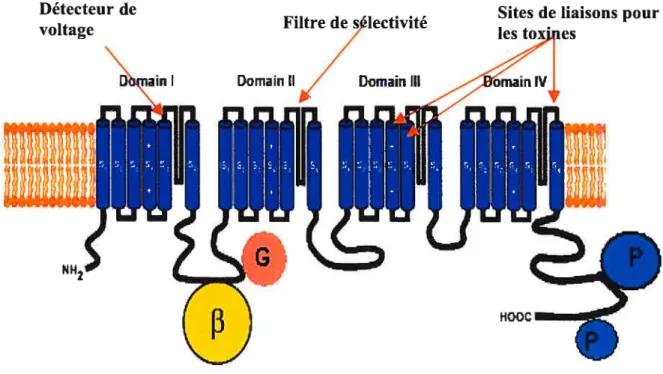 Figure 2: Structure secondaire prédite de la sous-unité Cavai des canaux calcigues activés par le potentiel.