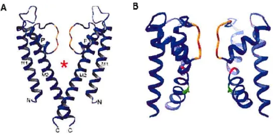Figure 6 : structure du canal KcsA à l’état fermé (A) et du canal MthK à l’état ouvert (B)