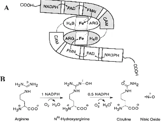 Figure 5: (A) Représentation schématique de la NOS montrant tous les cofacteurs impliqués dans la réaction d’oxydation