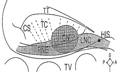 Figure I-l Structures and landrnarks ofrabbit AV node. Ris, Ris bundie; LNC, lower nodal bundle; CN, compact node; PNE, posterior extension; IC, transitional celis; C$, coronary sinus; TT, tendon ofTodaro; TV, tricuspid valve