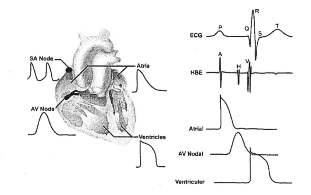Figure 2. Relationship between action potentials and ECG. Lefi panel, typical action potentials from ceils ofvarious regions ofthe heart