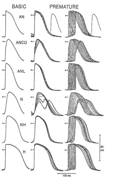 Figure III-3. Cycle-length dependent changes in transmembrane action potential characteristics at different AV nodal celis