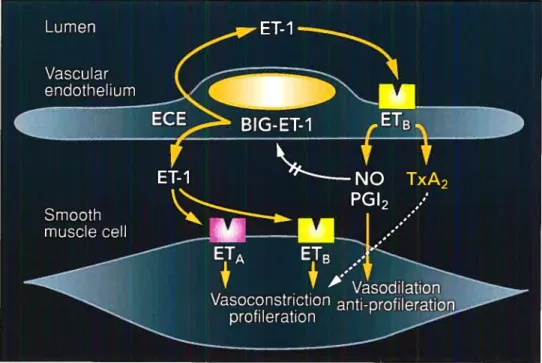 Figure 4. Biologie du système endothéline et de ses récepteurs au niveau de I’endothéliurn et de la cellule musculaire lisse (79)