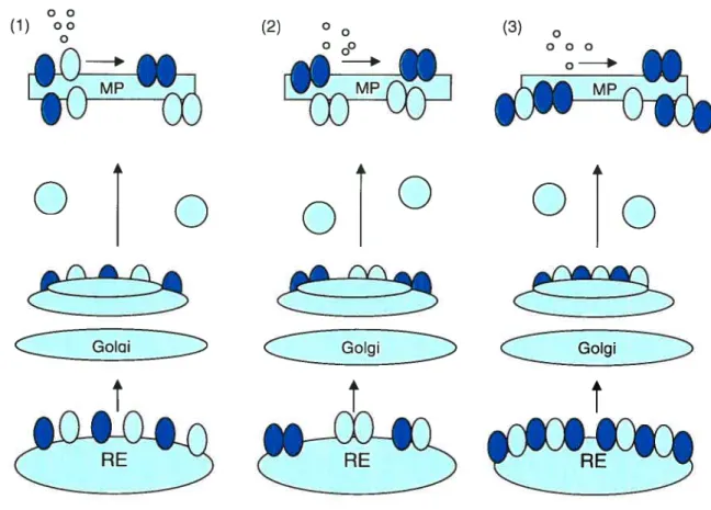 Figure 5. Les divers scénarios de l’assemblage et de la maturation des dimères des récepteurs couplés aux protéines G (93)