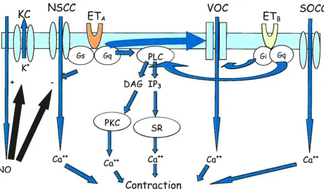 Figure 6. Mécanisme de contraction induite par l’ET-l (104)