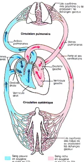 Figure 7. Circulation pulmonaire et systémique (105)
