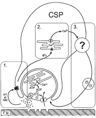 Figure 1 Schéma des interactions neurone-gtie-neurone à la JNM de grenouille