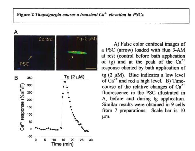 Figure 2 Thapsigargin causes a transient Ca2 elevation in PSCs.