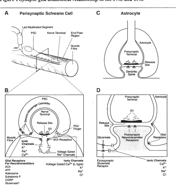 Figure 1 Synapse-gtia anatomicat retations!tip in tite PN$ and CNS