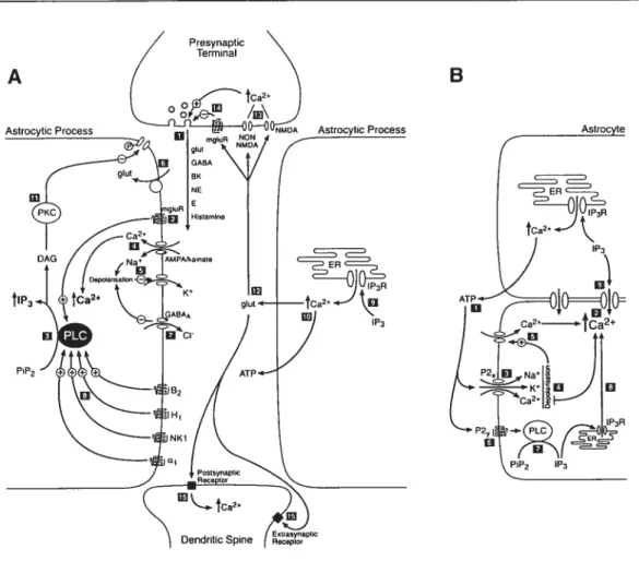 Figure 2 Bidirectional interactions between synapses and guai ceits