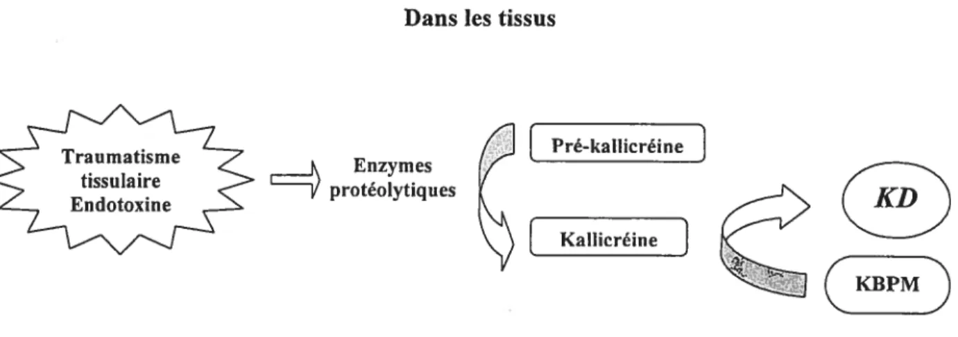 Figure 3 La synthèse des kinines à partir des kallicréines tissulaires : dans les tissus, la kallicréine activée par les enzymes protéolytiques produites au site de l’inflanuTlation, libère la kallidine (KD) à partir du KBPM (adapté de Gabra et al., 2003)