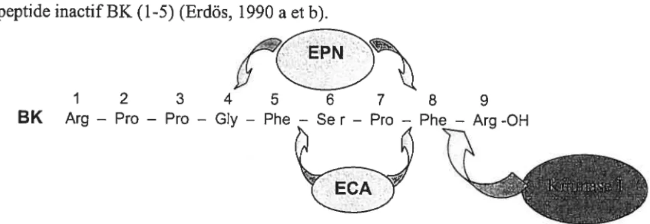 Figure 4 La dégradation des kinines par les carboxypeptidases kininase I, kininase II (ECA) et l’endopeptidase neutre (EPN)