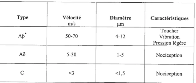 Tableau 2 Les caractéristiques des fibres sensitives nociceptives (afférences sensitives primaires)