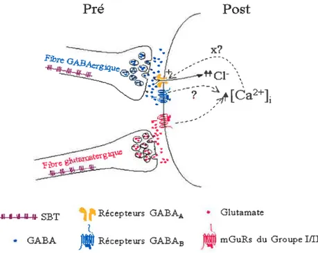 Figure 2: Mécanismes possibles de ta PLT aux synapses GABA des cellules pyramidales du CAl