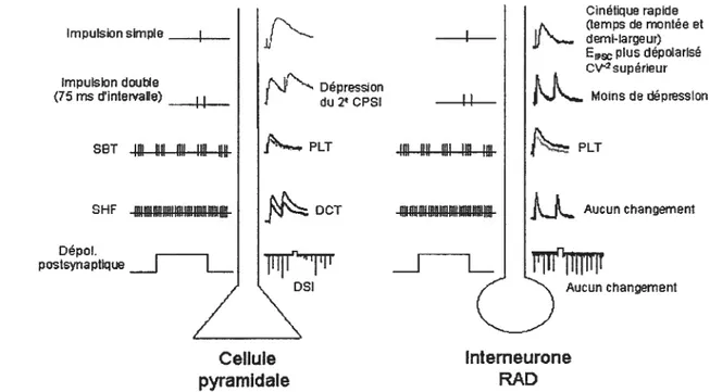 Figure 3: Schéma récapitulatif illustrant les différences au niveau de la transmission et de la plasticité des synapses GABAergiques sur les cellules pyramidales et les interneurones RAD