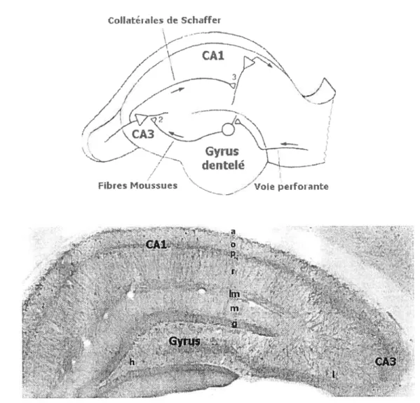 Figure 1: Schéma illustrant le circuit trisynaptique excitateur de l’hippocampe (A)