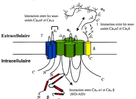 Figure I Modèle d’interaction entre les différentes sous-unités du canal calcique voltage- voltage-dépendant Cavi.1 (Arikkath et al., 2003).