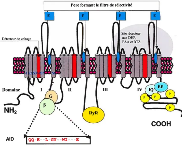 Figure 2 - Topologie transmembranaire prédite de la sous-unité Cavai 4 domaines