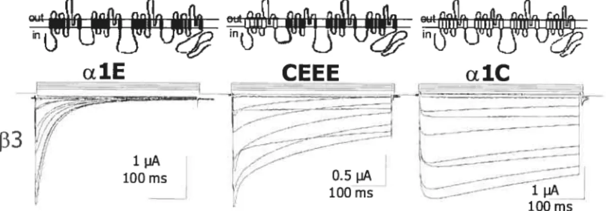 Figure 9 : La chu;nère CEEE produit des courants dont les cinétiques d’inactivation sont