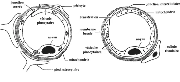Figure 1.2 Schéma d’une vue en coupe d’un capillaire cérébral et d’un capillaire représentatif de la plupart des autres tissus (tissus périphériques) (Labelle 2000)