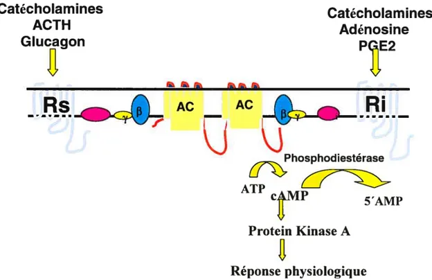 Figure 1. Voie de signalisation adénylate cyclase/AMPc