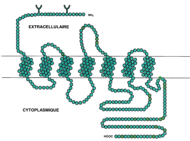 Figure 2. Structure d’un récepteur couplé aux protéines G