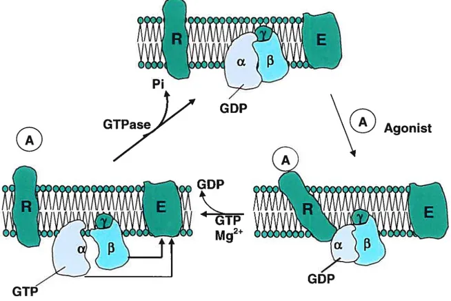 Figure 3. Cycle d’activation/d’inactivation des protéines G Tiré de Spiegel AM, 1987.