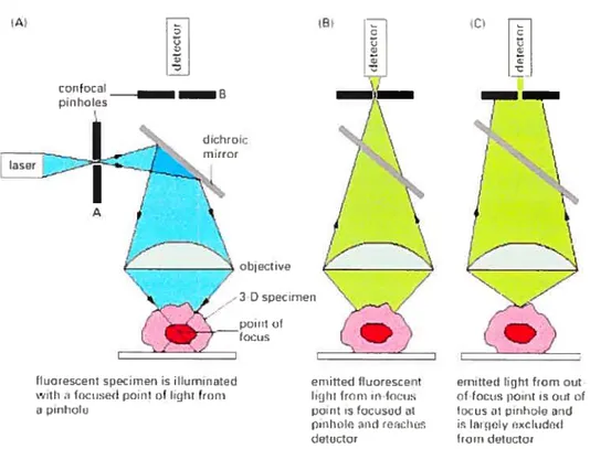 Figure 4. Principe du microscope confocale