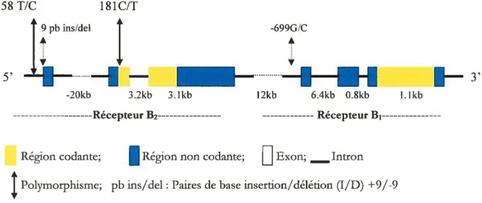 Figure 5: Organisation du gène des fécepteurs B1 et B2 sur le chromosome 14q32. Pour k