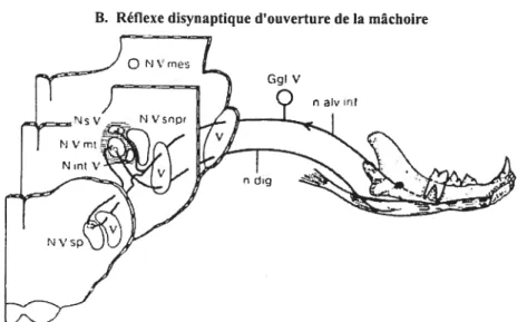 Diagramme illustrant le réflexe myotatique de fermeture de la mâchoire. À gauche, deux sections transversales du tronc cérébral prises au niveau du noyau mésencephalique trigéminal (NVmes) et du noyau moteur trigéminal (NVmt), respectivement