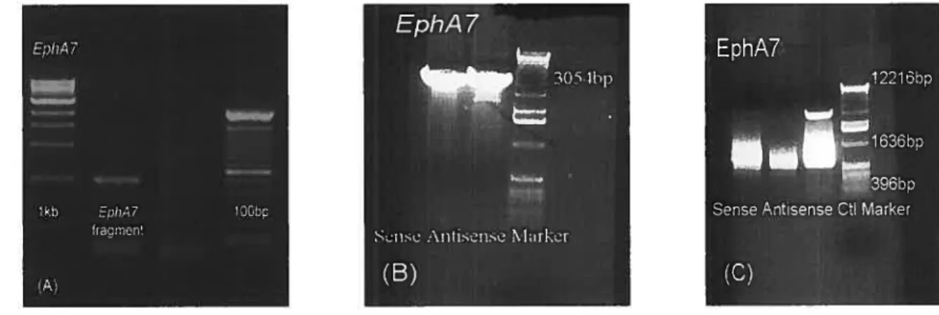 Figure 2. Production of EphA7 riboprobes