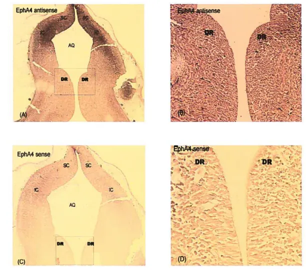 Figure 7. Expression of EphA4 in the DR of El 5 rat brainstem. A) In situ