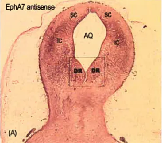 Figure 9. Expression of EphA7 in the DR 0f El 5 rat brainstem. A) In situ