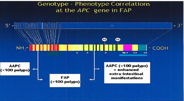 Figure 6: Corrélations génotype-phénotype dans le gène de APC. (Tiré du site: www.eurogene.org)