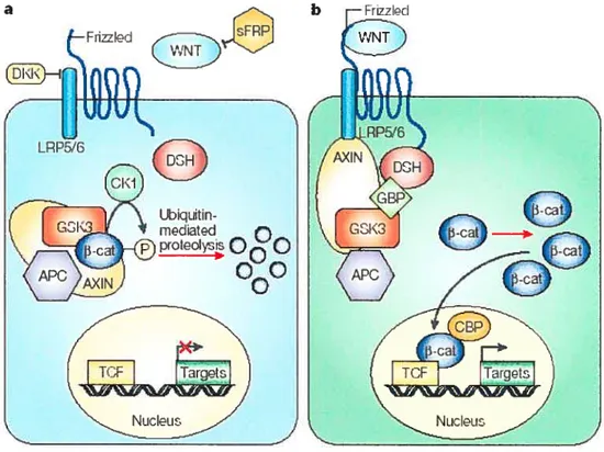 Figure 7: La voie de signalisation de Wnt en o) absence de Wnt et b) présence de Wnt.