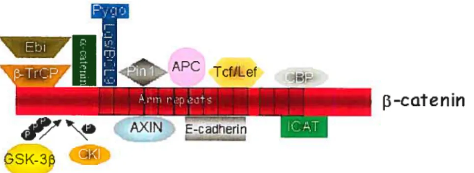 Figure 8: Structure dit gène fi-carenin (CTNNB]).