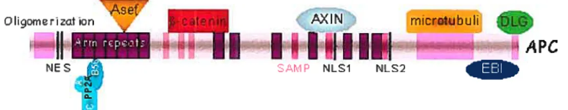 Figure 9: Structure du gène APC.